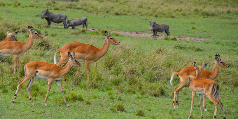 Rorkes Drift Lodge wildlife Rorkes Drift Lodge wildlife